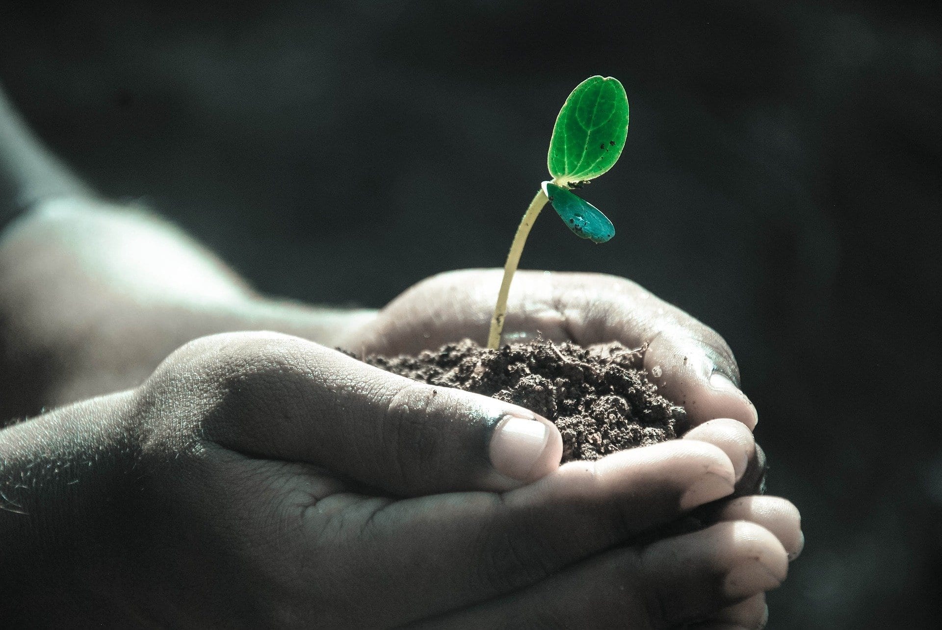 photo of hands holding soil with a sprout coming out